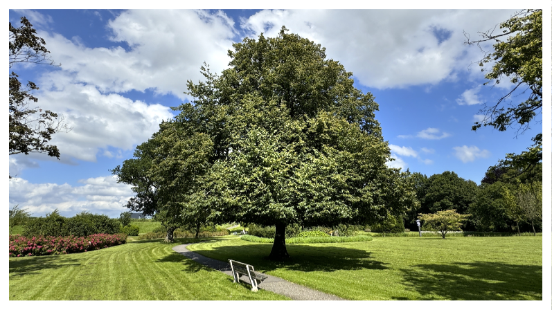 Foto van de Koningslinde in het Seringenpark