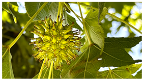 Afbeelding van de vrucht van de Liquidambar styraciflua, Amerikaanse Amberboom