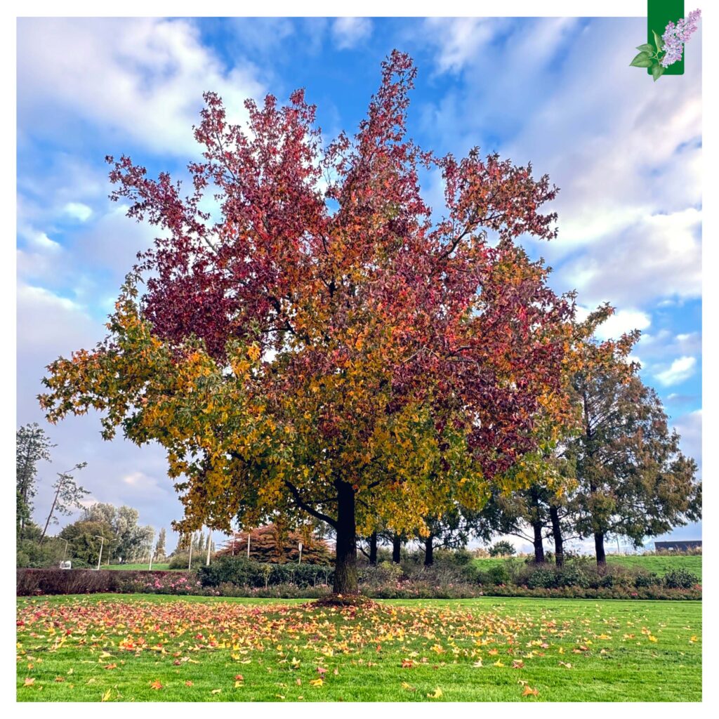 De prachtige herfstkleuren van de Amerikaans Amberboom (Liquidambar styraciflua) in het Seringenpark van Aalsmeer