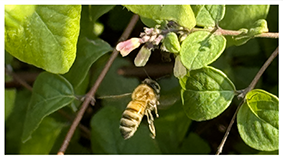 Bijen in de Symphoricarpos chenaultii “Hancock”