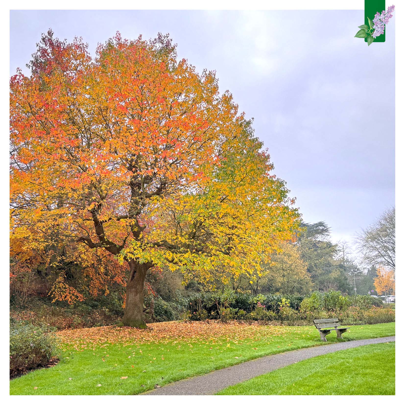 Boom_oranje herfstkleuren in het Seringenpark 