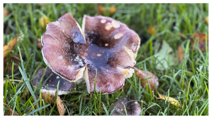 Herfst in het park 📷