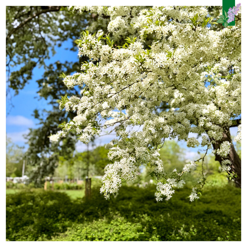 Malus floribunda staat in bloei