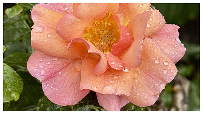prachtige oranje roze roos met waterdruppels