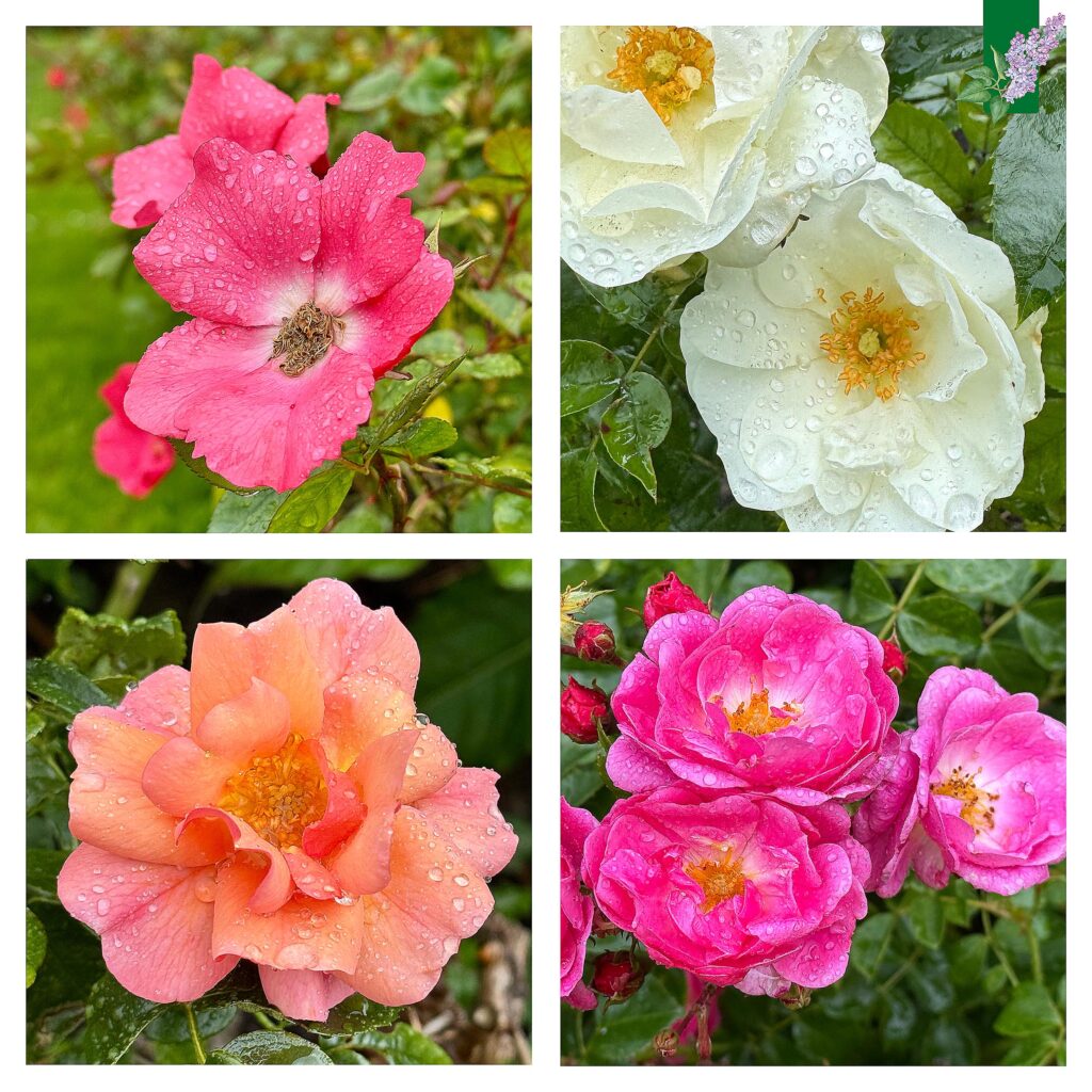 Rozen met regendruppels