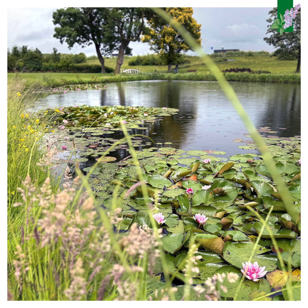 de vijver in het park met regen in het water en de focus op de prachtig bloeiende waterlelies