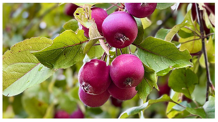 De sierappeltjes van de Malus ‘Red Sentinel’