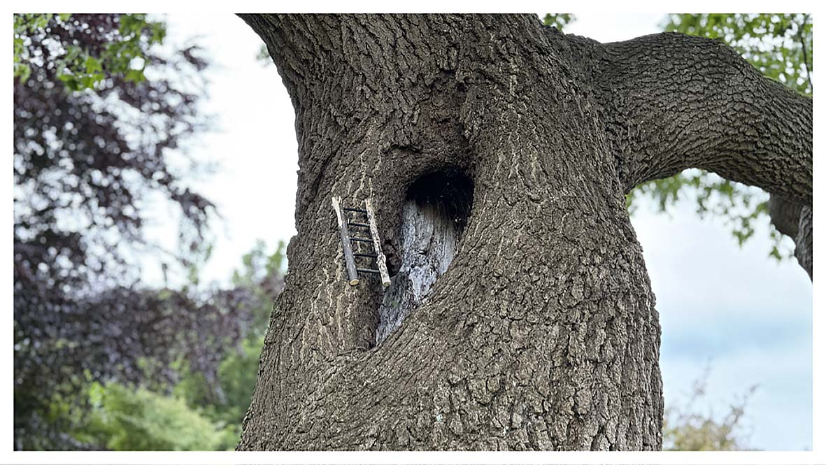 De boom met het trappetjes waar Pietje Piepzak woont