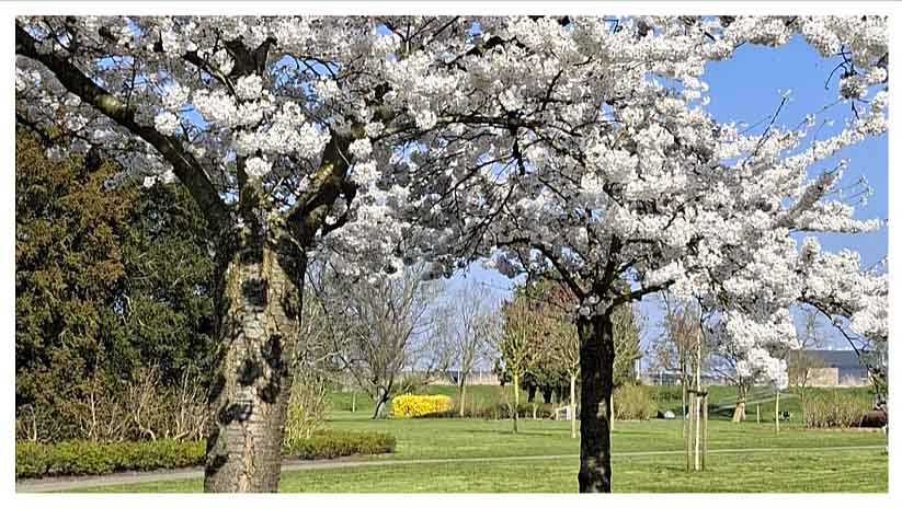 De amandelboom in het Seringepark staat in bloei