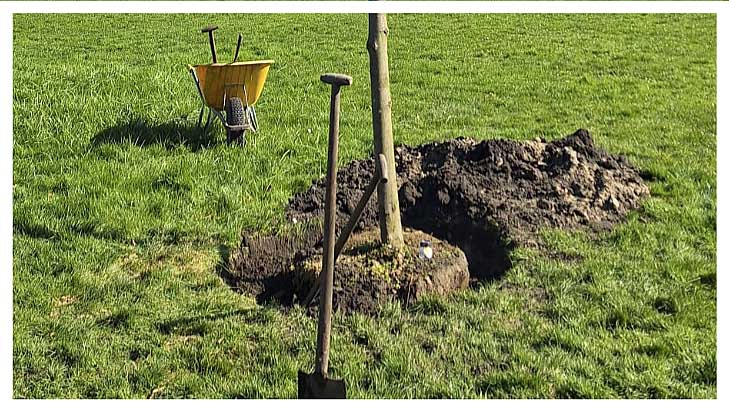 De Nieuwe Koningslinde staat met kluit klaar om geplant te worden in het Seringenpark