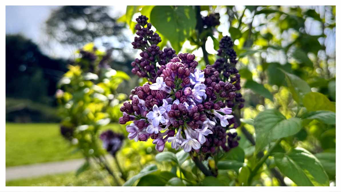 Paarse sering, vol in de knop. lentekriebels