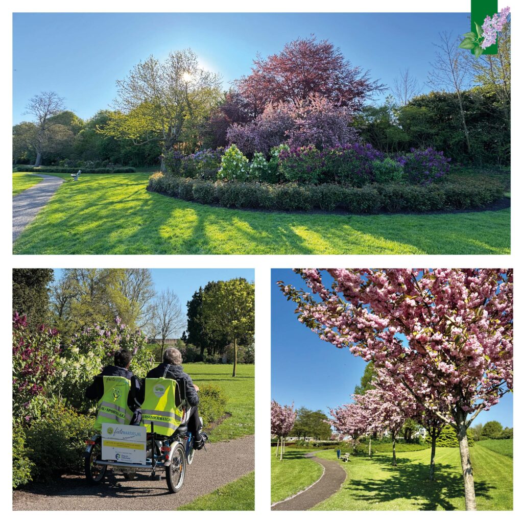 Mooie ochtend in het Seringenpark, de seringen en bloesem in bloei.