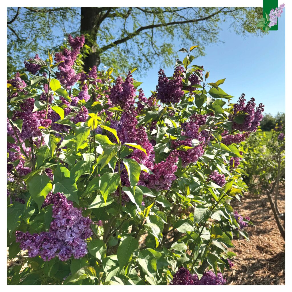Seringen vol in bloei in het Seringenpark van Aalsmeer