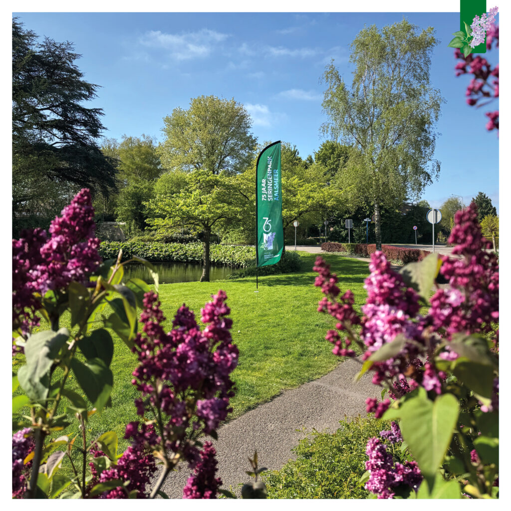 Groene vlag met 75 jaar Seringenpark Aalsmeer erop. Staat in het groene park, met op de voorgrond onscherpe prachtige paarse seringen