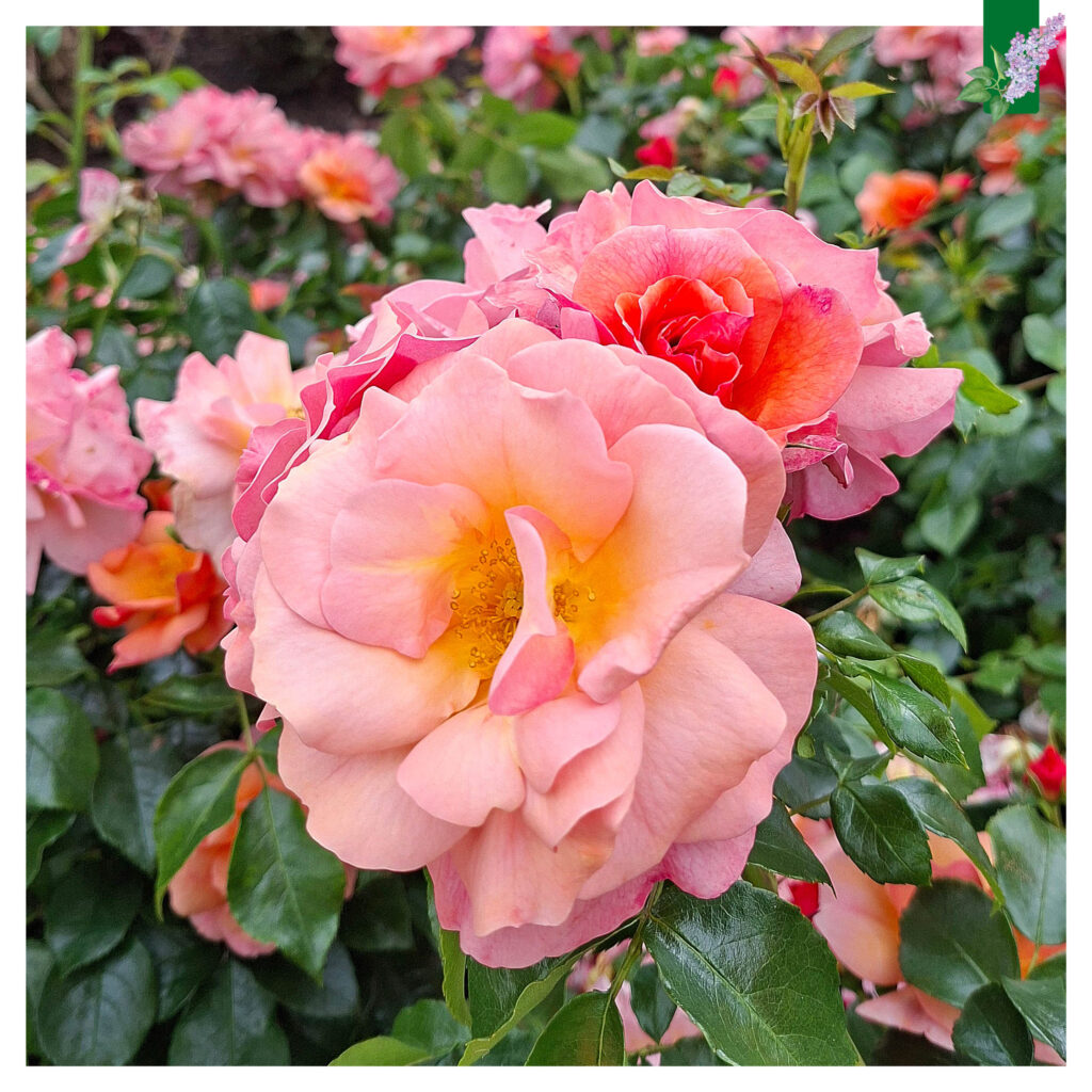 foto van een prachtige oranje roze gekleurde rozen in het Seringenpark. Foto: Marjan van Houwelingen