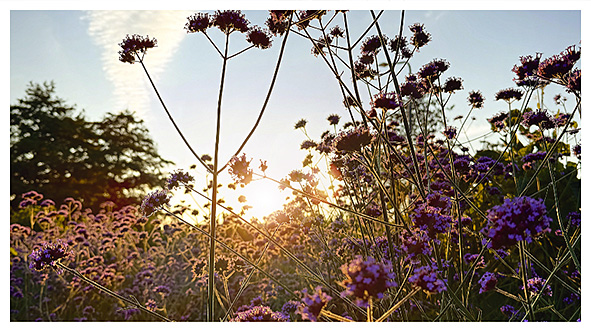 een warme gloed van de ondergaande zon over de bloemen in het Seringenpark